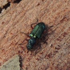 Phlogistus sp. (genus) at Conder, ACT - 16 Nov 2018