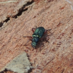 Phlogistus sp. (genus) at Conder, ACT - 16 Nov 2018 10:47 AM