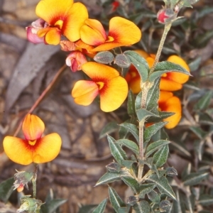 Podolobium procumbens at Mongarlowe River - 27 Nov 1998