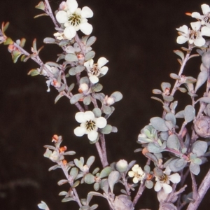 Leptospermum myrtifolium at Mongarlowe River - 31 Dec 1997