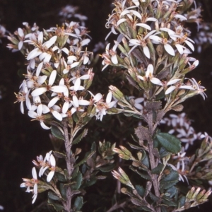 Olearia myrsinoides at Mongarlowe River - 31 Dec 1997 12:00 AM