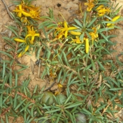 Persoonia chamaepeuce (Dwarf Geebung) at Mongarlowe River - 20 Dec 1997 by BettyDonWood