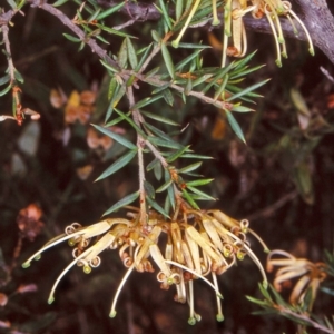 Grevillea juniperina subsp. villosa at Mongarlowe River - 31 Dec 1997 12:00 AM