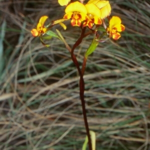 Diuris semilunulata at Mongarlowe River - suppressed