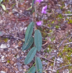 Hovea heterophylla (Common Hovea) at Tidbinbilla Nature Reserve - 30 Aug 2002 by BettyDonWood