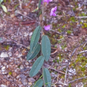 Hovea heterophylla at Tidbinbilla Nature Reserve - 30 Aug 2002