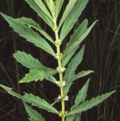 Lycopus australis (Native Gipsywort, Australian Gipsywort) at Mongarlowe River - 5 Feb 1998 by BettyDonWood