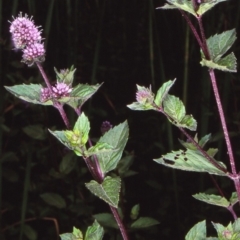 Mentha x piperita (Peppermint) at Mongarlowe River - 5 Feb 1998 by BettyDonWood