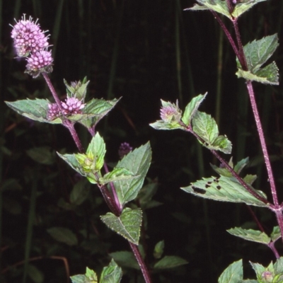 Mentha x piperita (Peppermint) at Mongarlowe River - 5 Feb 1998 by BettyDonWood