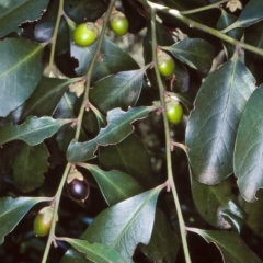 Diospyros australis (Black Plum, Yellow Persimmon, Grey Plum) at Budawang, NSW - 9 Mar 1998 by BettyDonWood