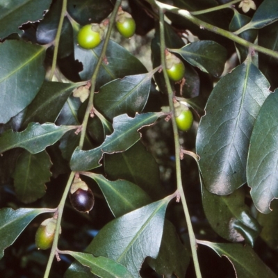Diospyros australis (Black Plum, Yellow Persimmon, Grey Plum) at Budawang, NSW - 10 Mar 1998 by BettyDonWood
