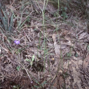 Wahlenbergia multicaulis at Mongarlowe River - 27 Dec 1998