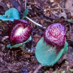 Corysanthes hispida (Bristly Helmet Orchid) at Tidbinbilla Nature Reserve - 1 May 2002 by BettyDonWood
