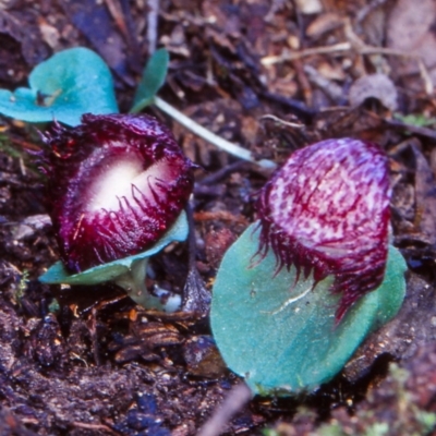 Corysanthes hispida (Bristly Helmet Orchid) at Tidbinbilla Nature Reserve - 1 May 2002 by BettyDonWood