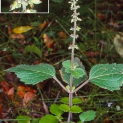 Plectranthus parviflorus (Cockspur Flower) at Budawang, NSW - 4 Dec 1999 by BettyDonWood