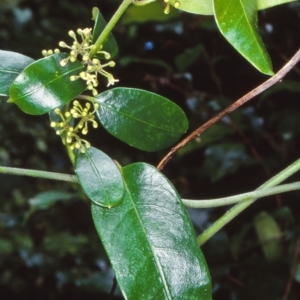 Marsdenia flavescens at Budawang, NSW - 5 Dec 1999