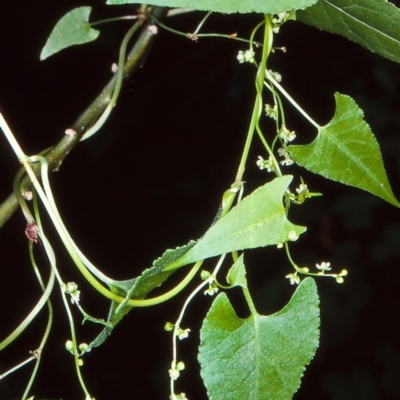 Muehlenbeckia gracillima (Slender Lignum) at Budawang, NSW - 11 Feb 1998 by BettyDonWood