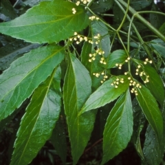 Sambucus australasica (Native Elderberry, Yellow Elderberry, Native Elder) at Budawang, NSW - 4 Dec 1999 by BettyDonWood