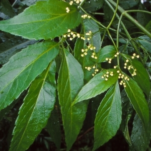 Sambucus australasica at Budawang, NSW - 5 Dec 1999