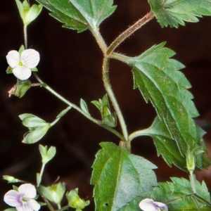 Veronica grosseserrata at Budawang, NSW - 12 Feb 1998