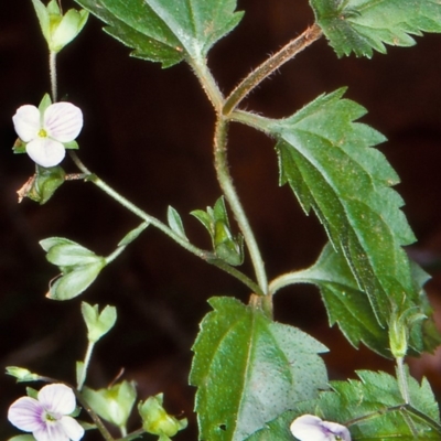 Veronica grosseserrata (A Speedwell) at Budawang, NSW - 11 Feb 1998 by BettyDonWood