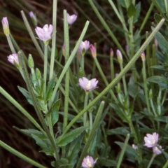 Epilobium gunnianum (Gunn's Willow-herb) at Mongarlowe River - 3 Feb 1998 by BettyDonWood