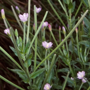 Epilobium gunnianum at Mongarlowe River - 3 Feb 1998 12:00 AM