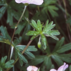 Geranium neglectum at Mongarlowe River - 31 Dec 1997 12:00 AM