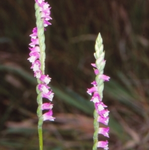 Spiranthes australis at Mongarlowe River - suppressed