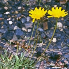 Leontodon saxatilis (Lesser Hawkbit, Hairy Hawkbit) at Mongarlowe River - 6 Nov 1997 by BettyDonWood