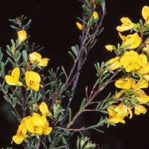 Pultenaea altissima at Mongarlowe River - 6 Nov 1997