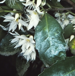 Doryphora sassafras at Monga, NSW - 30 Aug 1998