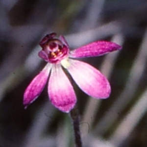 Caladenia pusilla at Monga, NSW - 21 Oct 1997