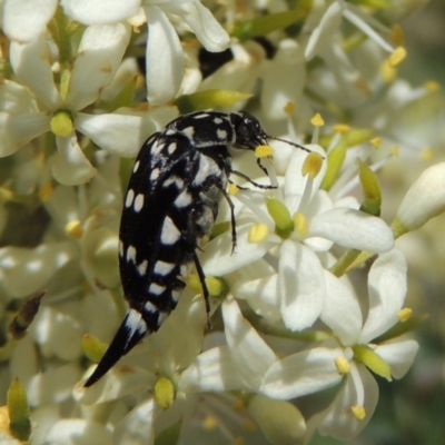 Mordella dumbrelli (Dumbrell's Pintail Beetle) at Pollinator-friendly garden Conder - 20 Dec 2018 by michaelb
