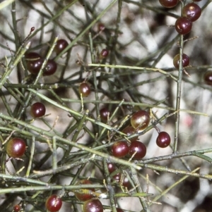 Leptomeria acida at Mongarlowe River - 14 Aug 1997