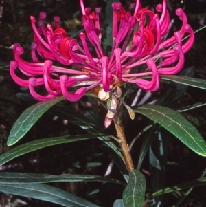 Telopea mongaensis at Mongarlowe River - 4 Jul 1998 12:00 AM