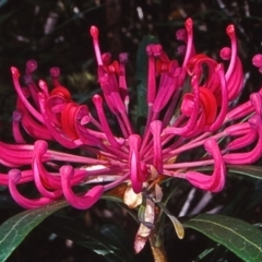 Telopea mongaensis at Mongarlowe River - 4 Jul 1998 12:00 AM