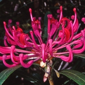 Telopea mongaensis at Mongarlowe River - 4 Jul 1998