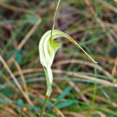 Diplodium decurvum (Summer greenhood) at Namadgi National Park - 9 Apr 2002 by BettyDonWood