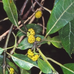 Hedycarya angustifolia at Reidsdale, NSW - 12 Jan 1998