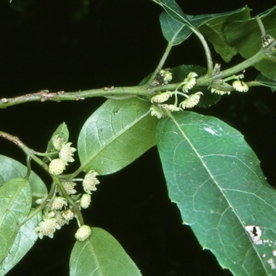 Hedycarya angustifolia (Austral Mulberry) at Mongarlowe River - 21 Oct 1997 by BettyDonWood