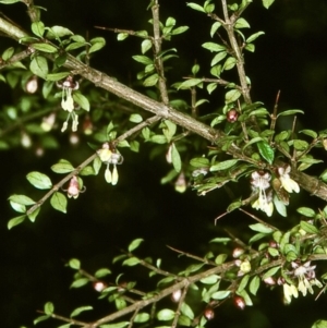 Coprosma quadrifida at Mongarlowe River - 21 Oct 1997 12:00 AM