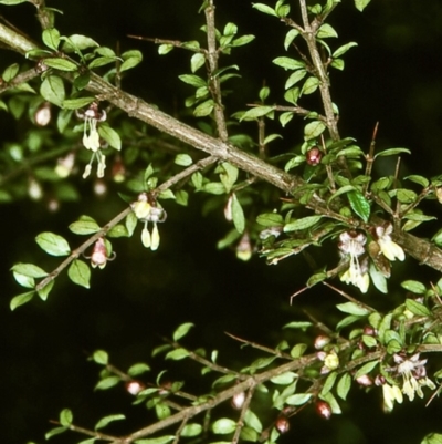 Coprosma quadrifida (Prickly Currant Bush, Native Currant) at Mongarlowe River - 21 Oct 1997 by BettyDonWood