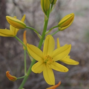 Bulbine glauca at Tuggeranong DC, ACT - 1 Nov 2018 06:17 PM