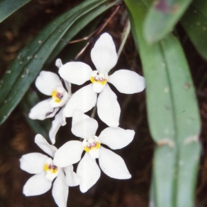 Sarcochilus falcatus at suppressed - 7 Nov 1997