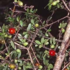 Coprosma quadrifida (Prickly Currant Bush, Native Currant) at Mongarlowe River - 2 Feb 1998 by BettyDonWood