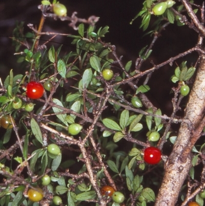 Coprosma quadrifida (Prickly Currant Bush, Native Currant) at Mongarlowe River - 3 Feb 1998 by BettyDonWood