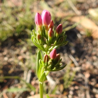 Centaurium erythraea (Common Centaury) at Wanniassa Hill - 30 Nov 2018 by YumiCallaway