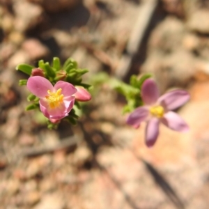 Centaurium erythraea at Fadden, ACT - 30 Nov 2018 05:00 PM