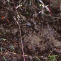 Acianthus exsertus (Large Mosquito Orchid) at Benandarah State Forest - 9 Jun 1998 by BettyDonWood